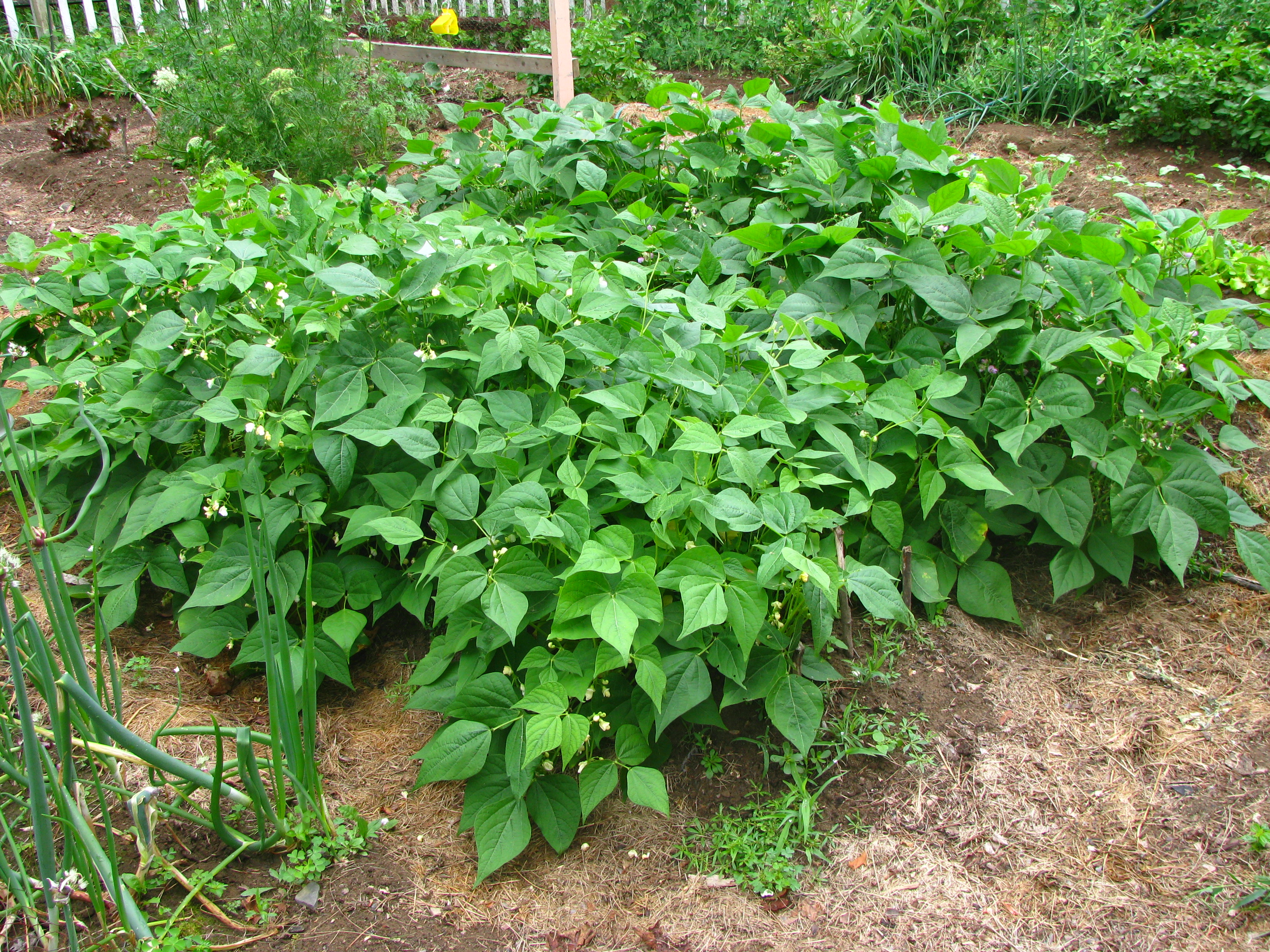 Bean plant. Фасоль кустовая. Стручковая фасоль куст. Стручковая фасоль растет. Стручковая фасоль всходы.